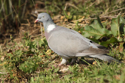 Common Wood Pigeon