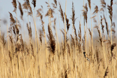 Common Reed Bunting