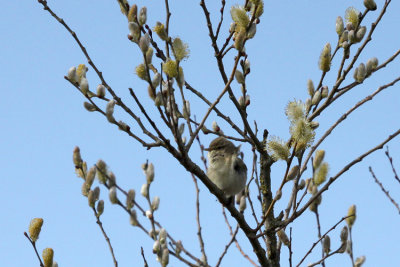 Common Chiffchaff