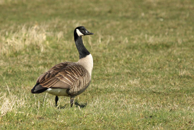 Canada Goose