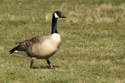 Canada Goose