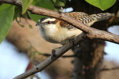 Rufous-naped Wren