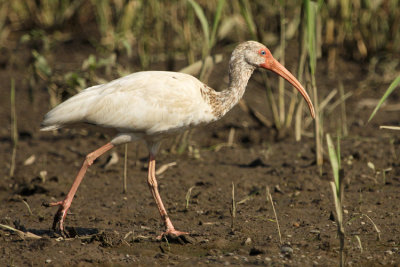 American White Ibis