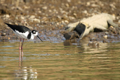 Black-necked Stilt