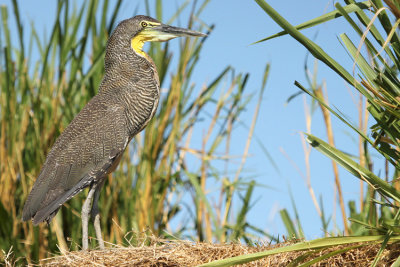 Bare-throated Tiger-Heron