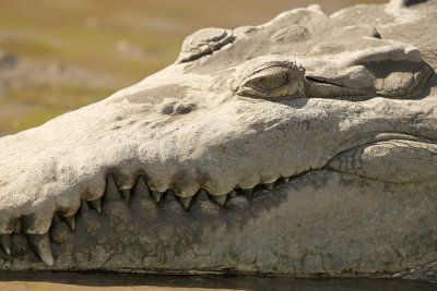 American Crocodile