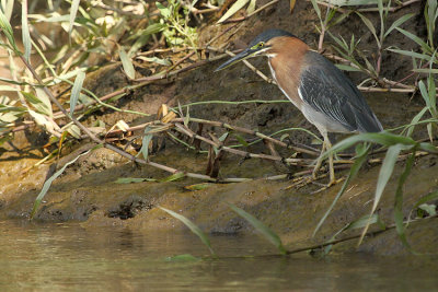 Green Heron