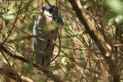 Boat-billed Heron