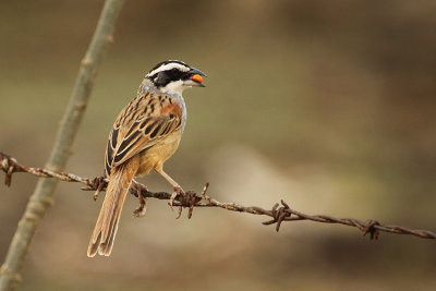 Stripe-headed Sparrow