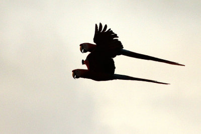 Scarlet Macaw