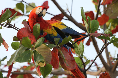 Scarlet Macaw