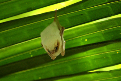 Northern Ghost Bat