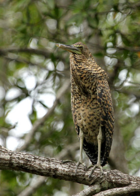 Bare-throated Tiger-Heron