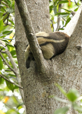 Tamandua