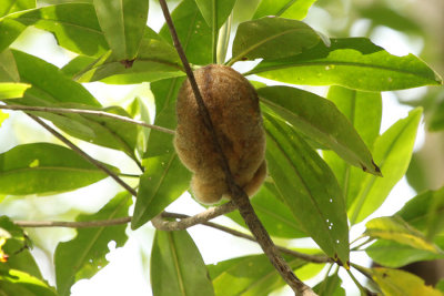 Silky Anteater