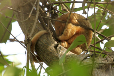 Silky Anteater