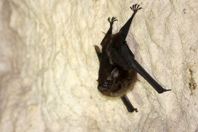 Greater White-lined Bat