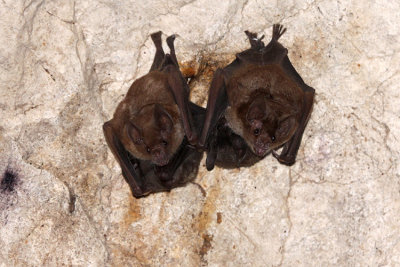 Seba's Short-tailed Bat