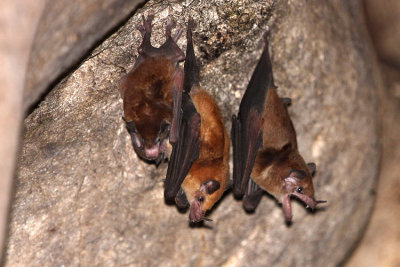 Orange Nectar Bat