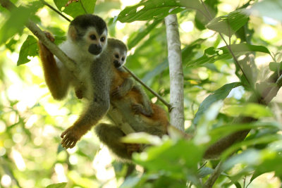 Central American Squirrel Monkey