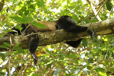 Mantled Howler Monkey