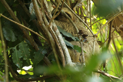 Brown-throated (Three-toed) Sloth