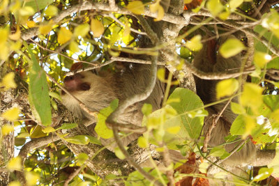 Hoffmann's Two-toed Sloth