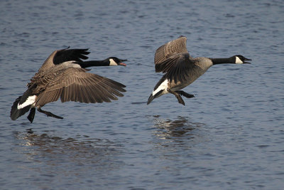 Canada Goose