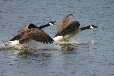 Canada Goose