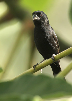 Thick-billed Seed-Finch