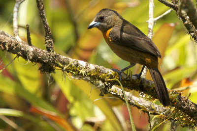 Cherrie's Tanager