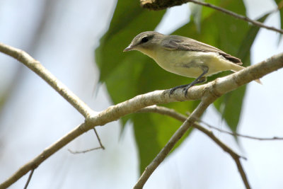 Philadelphia Vireo