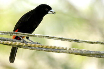 Cherrie's Tanager