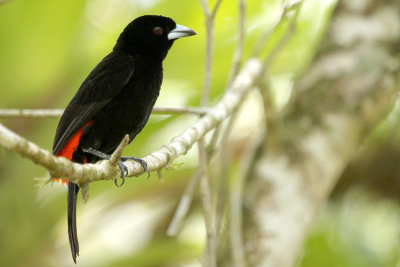 Cherrie's Tanager