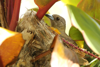 Cherrie's Tanager