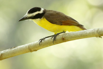 Great Kiskadee