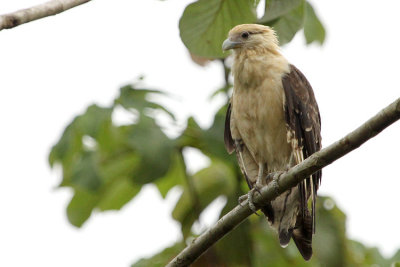 Yellow-headed Caracara