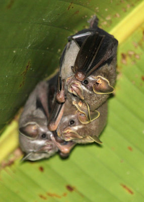 Common Tent-making Bat