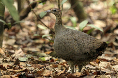 Great Tinamou