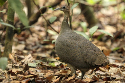 Great Tinamou