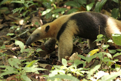 Tamandua