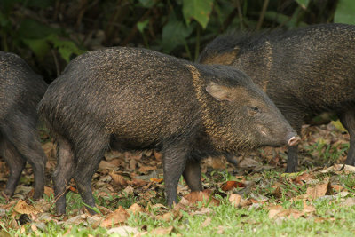 Collared Peccari