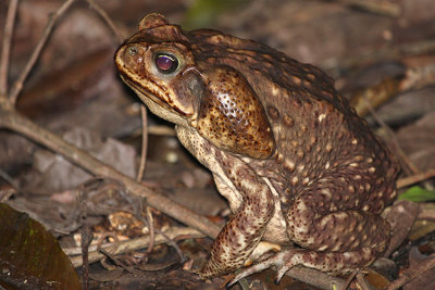 Cane Toad