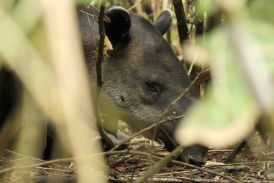 Baird's Tapir