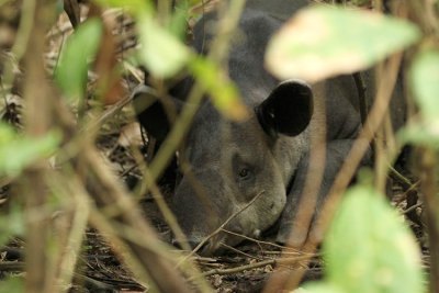 Baird's Tapir