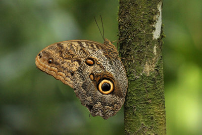 Blue Morpho