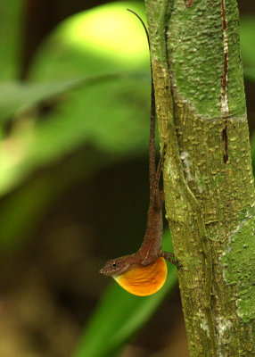 Anole