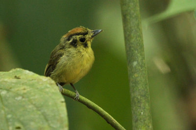 Golden-crowned Spadebill