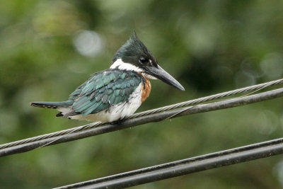 Amazon Kingfisher