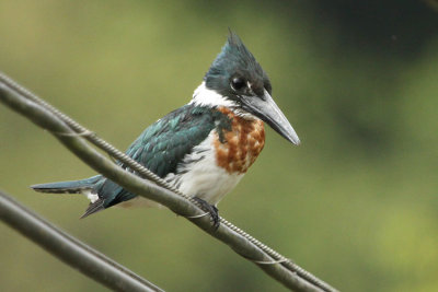 Amazon Kingfisher